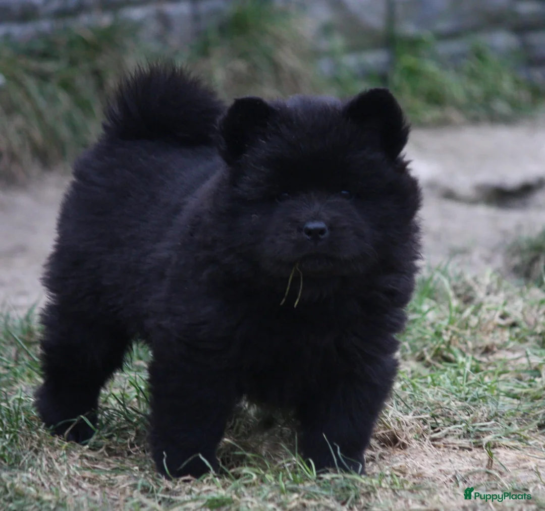 Chow Chow honden te koop: Chow Chow pups teefjes zwart - Advertentie 4