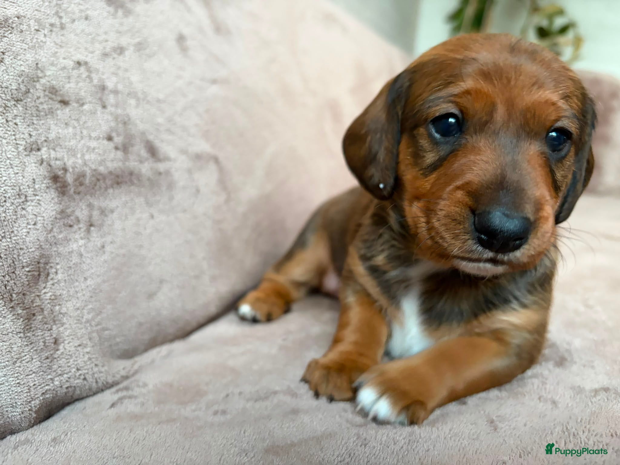 Kruising honden Teckel kruising pups  - Advertentie 14