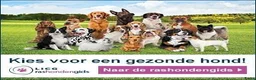 Labrador Retriever honden te koop: Authentieke Gele Labrador Pups Met Stamboom - Advertentie 14