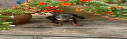 Teckel (korthaar)  honden te koop: Kortharige dwergteckel pups  - Advertentie 3