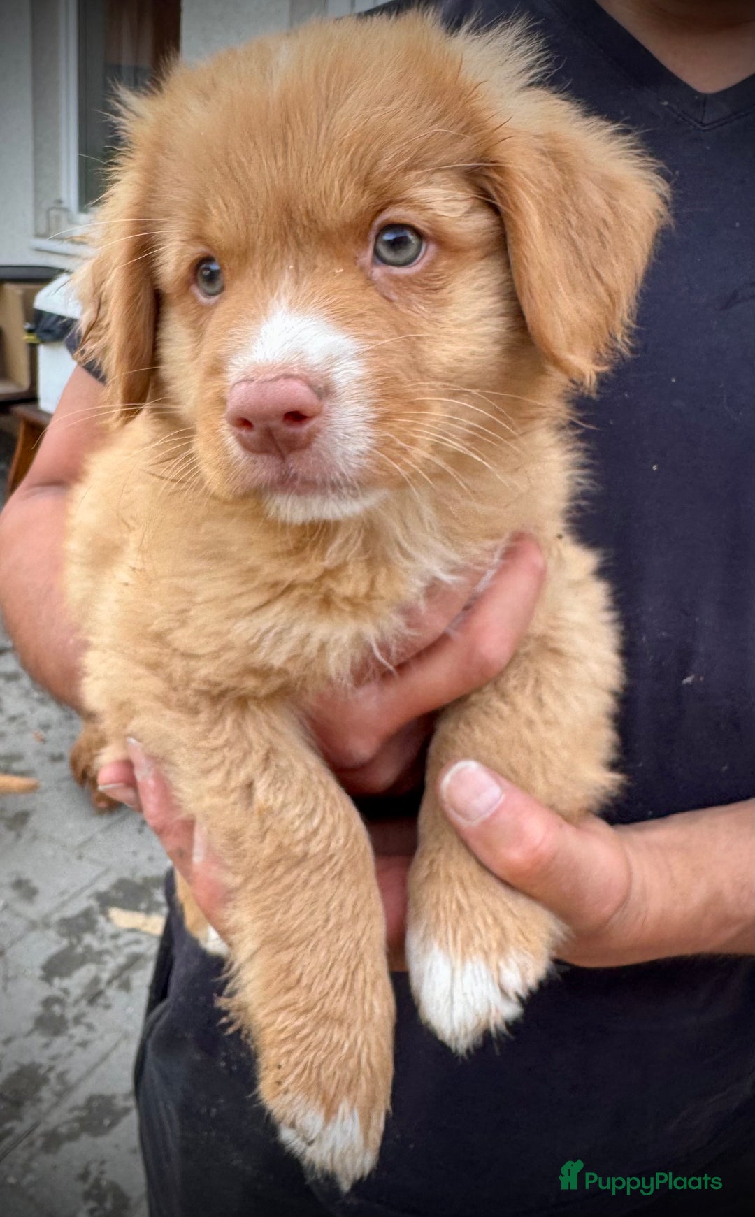 Tolling Retrievers Nsdtr Puppies For Sale Nova Scotia Toller