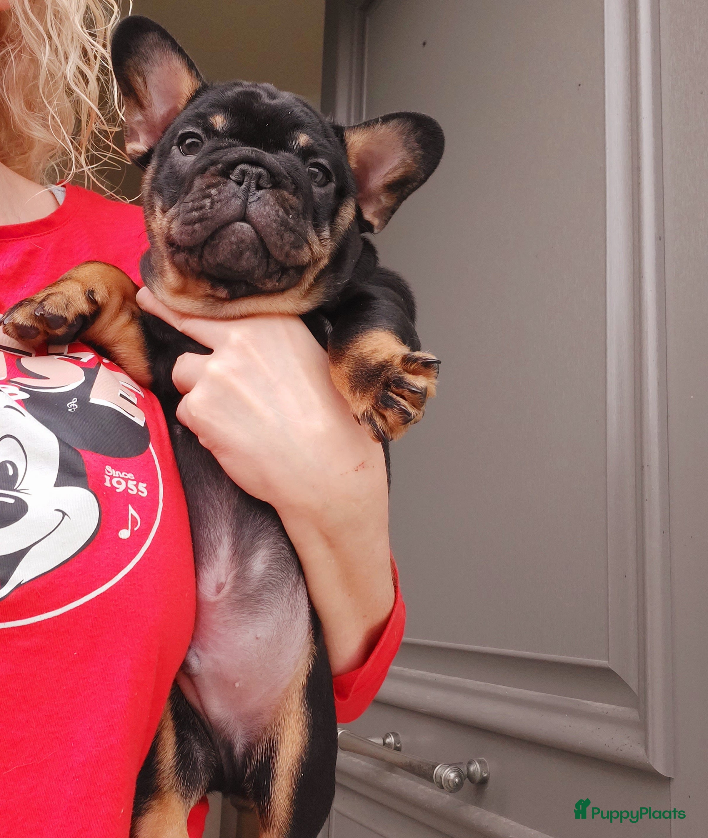 Franse Bulldog honden Prachtige Franse Bulldog pups met stamboom - Advertentie 2