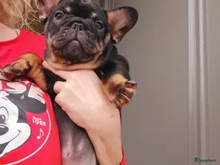 Franse Bulldog honden Prachtige Franse Bulldog pups met stamboom - Advertentie 2