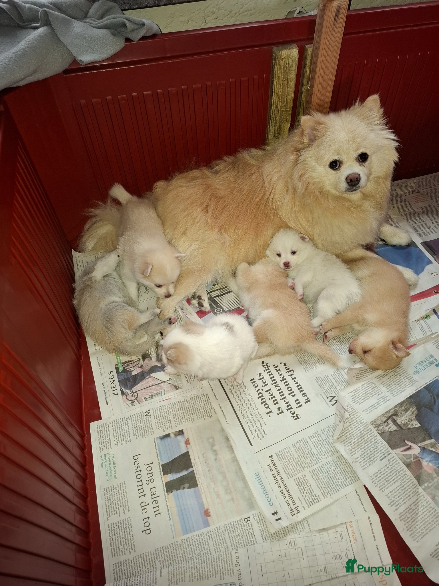 Pomsky honden Pomsky pups - Advertentie 2