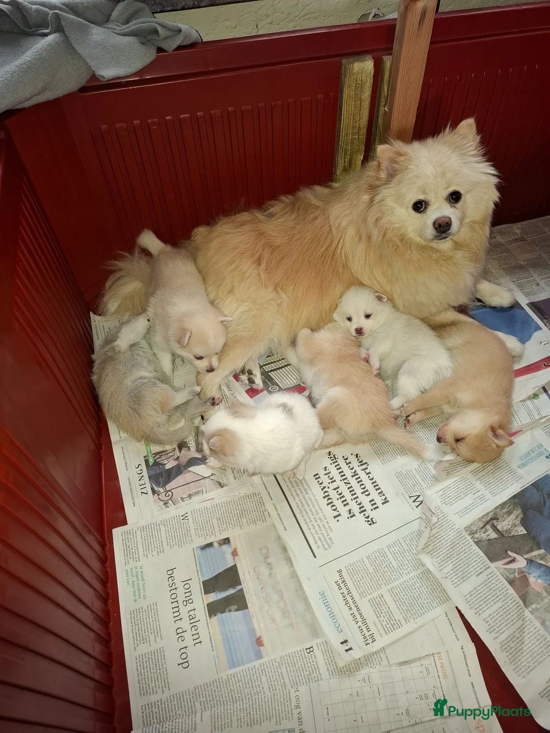 Pomsky honden te koop: Pomsky pups in Sweagerbosk - Advertentie 1