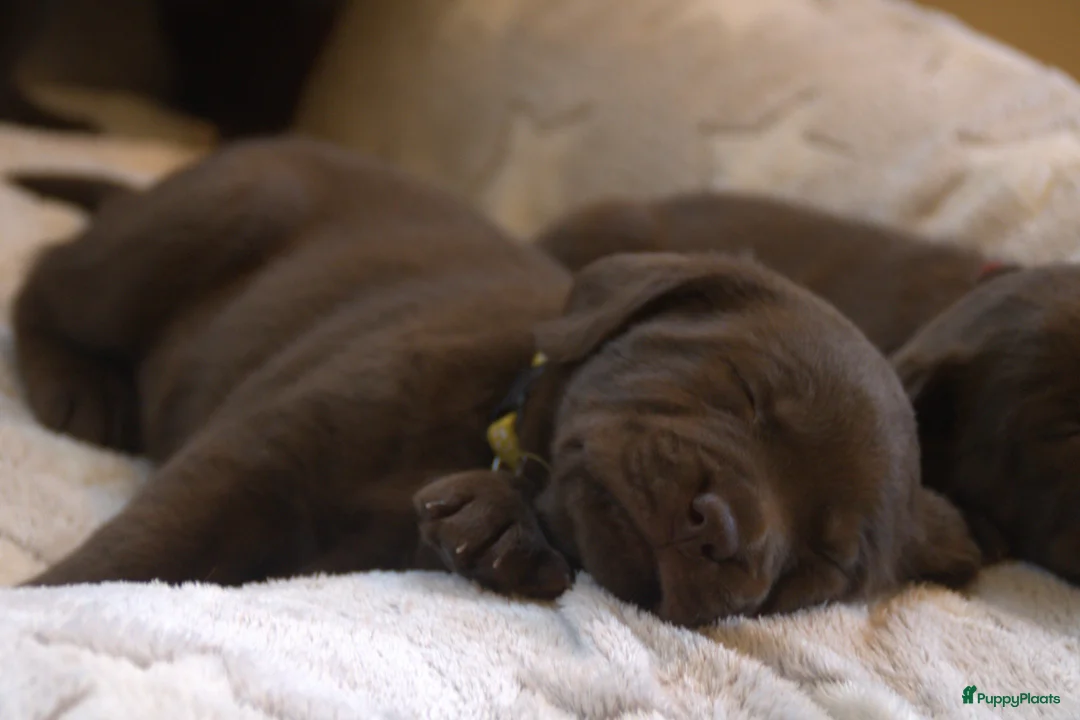 Labrador Retriever honden te koop: Prachtige chocoladebruine Labrador pups - Advertentie 20
