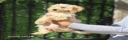 Poedel Toy honden te koop: Mini  Toy Poedel  - Advertentie 5