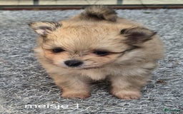 Pomeriaan honden te koop: Pomeriaan Pups - Afbeelding 3