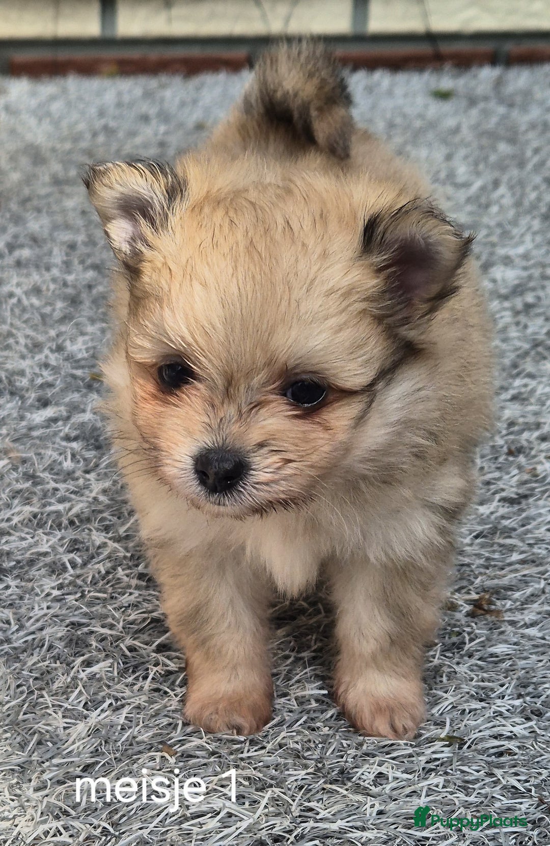 Pomeriaan honden te koop: Pomeriaan Pups - Afbeelding 3