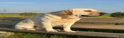 Labrador Retriever honden te koop: Nestje verwacht medio september 26  in Zwolle - Advertentie 3