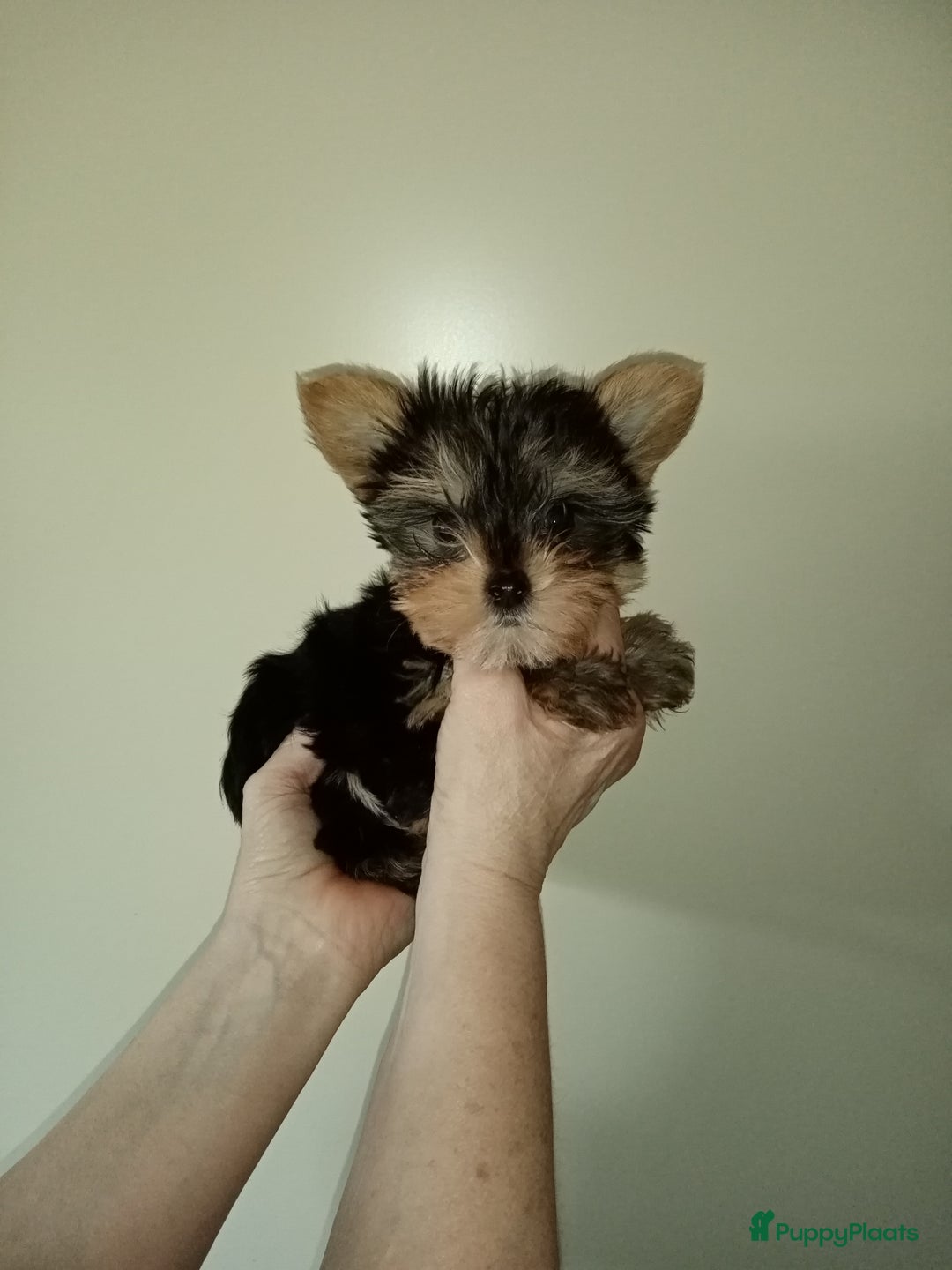 Yorkshire Terriër honden te koop: yorkshire terrier pupjes - Afbeelding 1