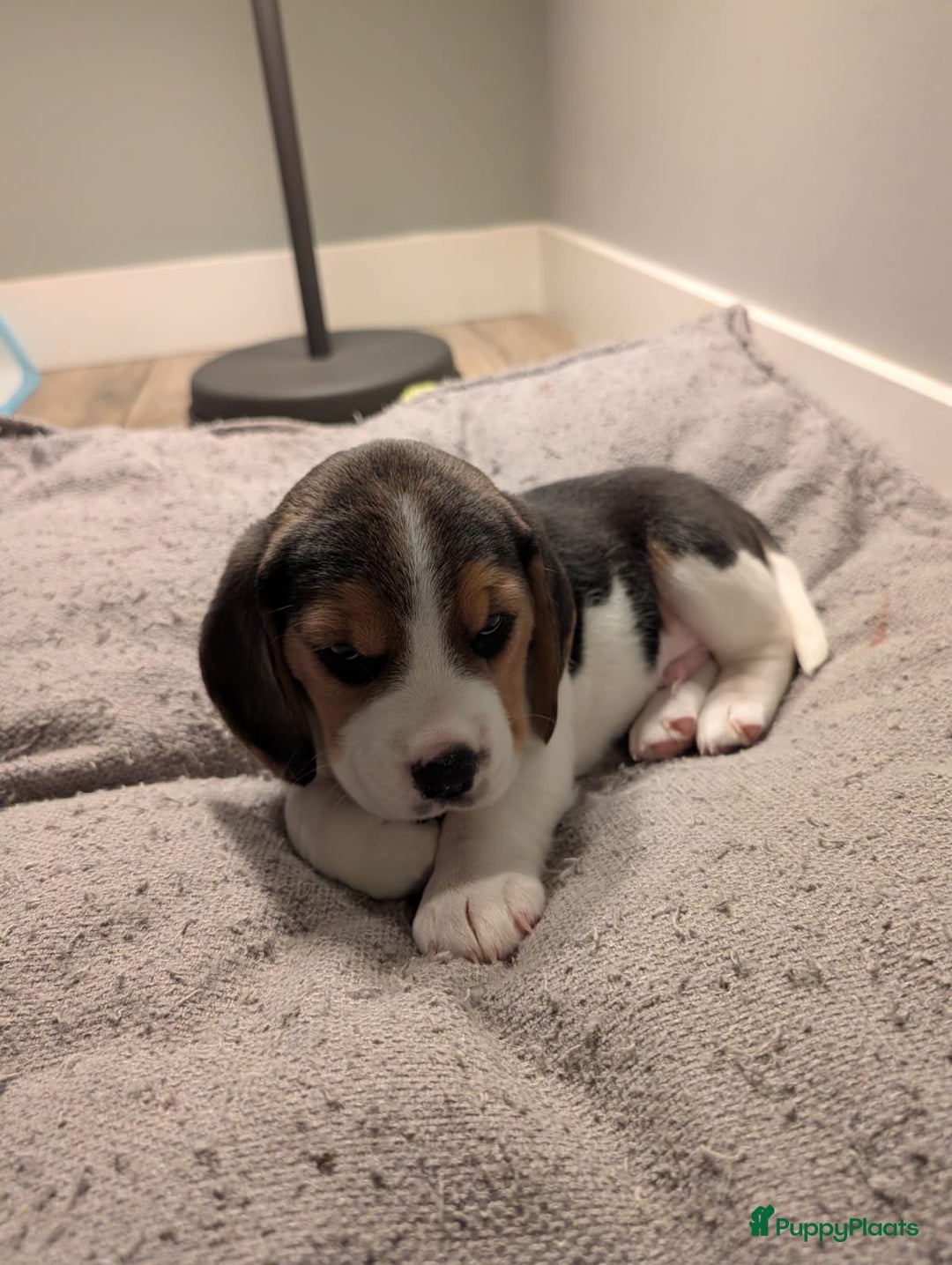 Beagle honden te koop: Beagle puppies - Advertentie 9