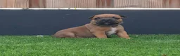 Kruising honden te koop: Prachtige pups - Advertentie 3