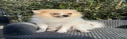 Pomeriaan honden te koop: Prachtige Pomeriaan/Duitse Spitz  - Advertentie 3