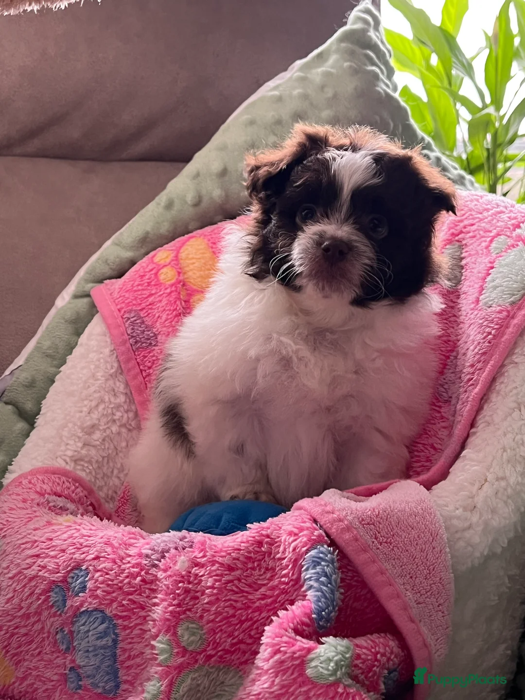 Maltipom honden te koop: Maltipoms  - Advertentie 8