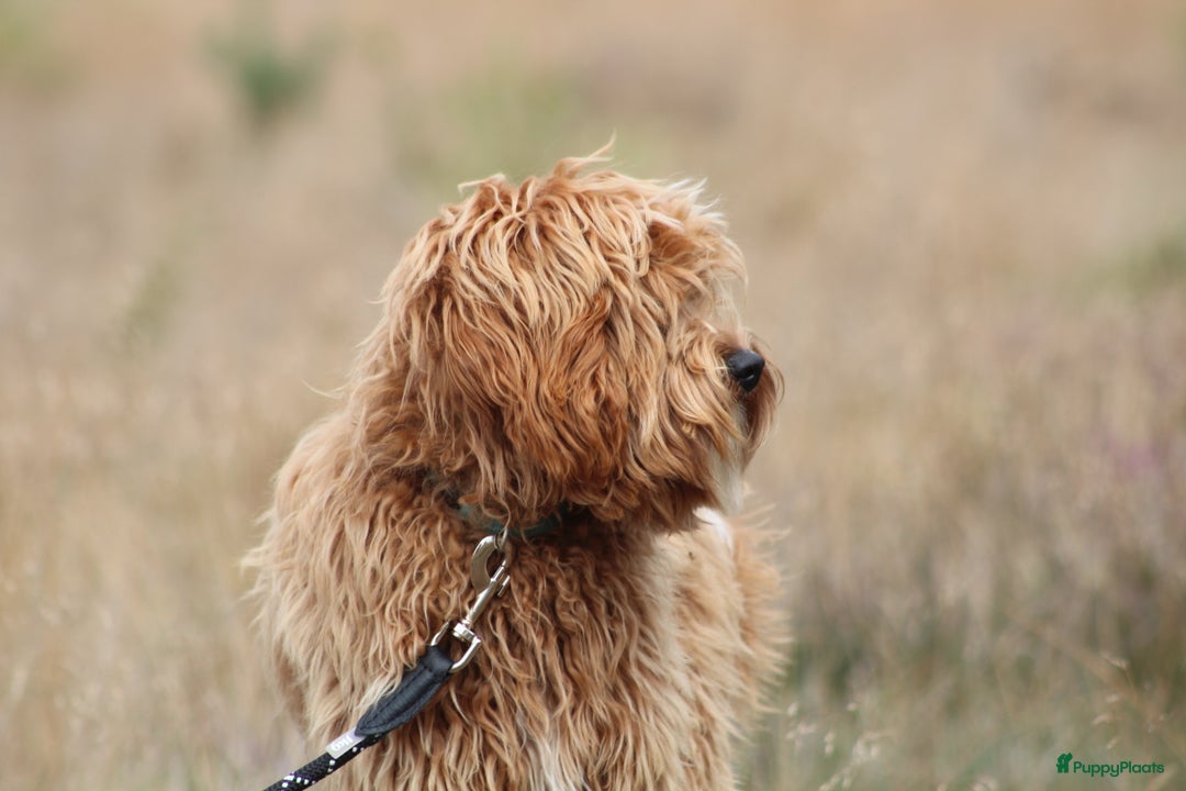 Labradoodle honden te koop: Mini Australian Labradoodles Moos en Guus!! - Afbeelding 4