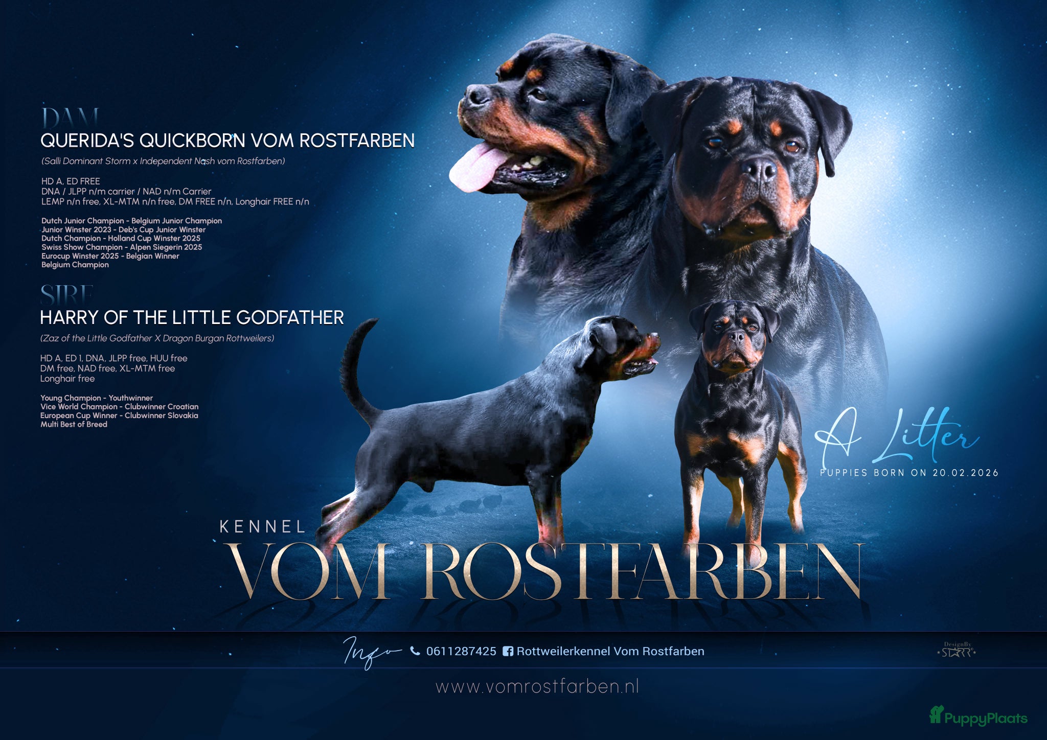 Rottweiler honden Rottweiler pups met stamboom  - Advertentie 1