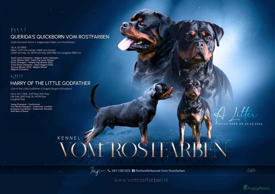 Rottweiler honden te koop: Rottweiler pups met stamboom  in Odijk - Advertentie 2