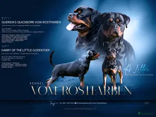 Rottweiler honden Rottweiler pups met stamboom - Advertentie 1