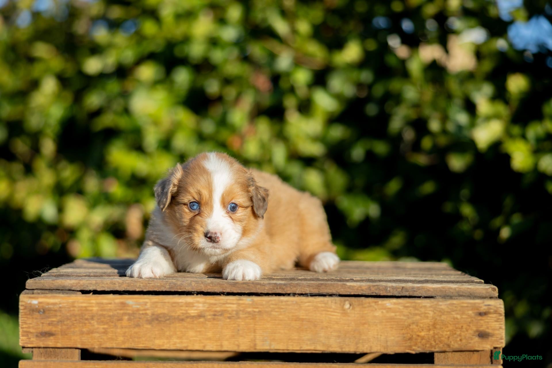 Kruising honden Gesocialiseerde Australian Shepherd x Toller pups - Advertentie 1