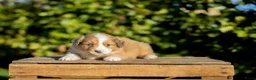 Kruising honden te koop: Gesocialiseerde Australian Shepherd x Toller pups - Advertentie 1