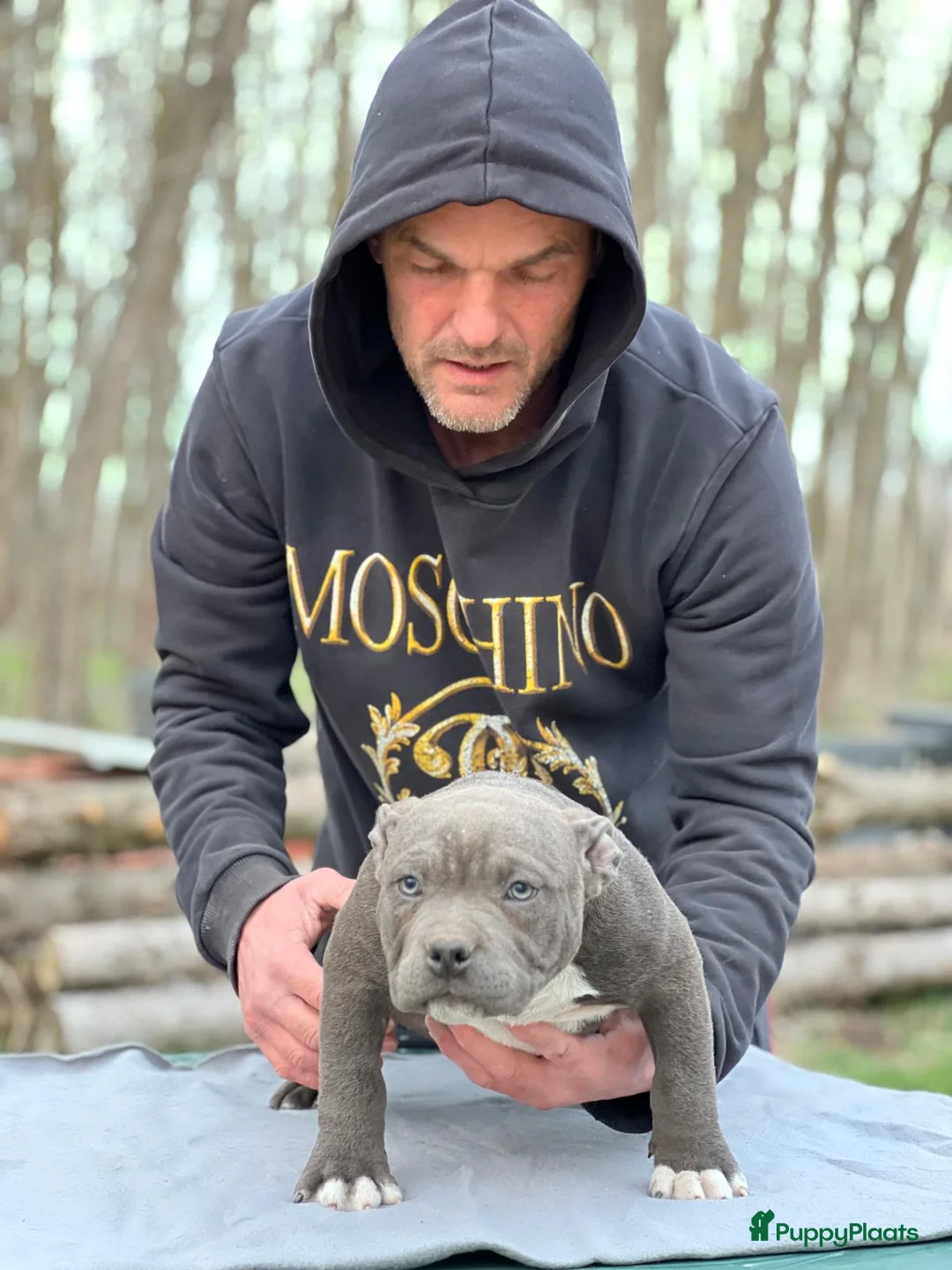 Amerikaanse Bully honden te koop: American Bully Pocket - Advertentie 2