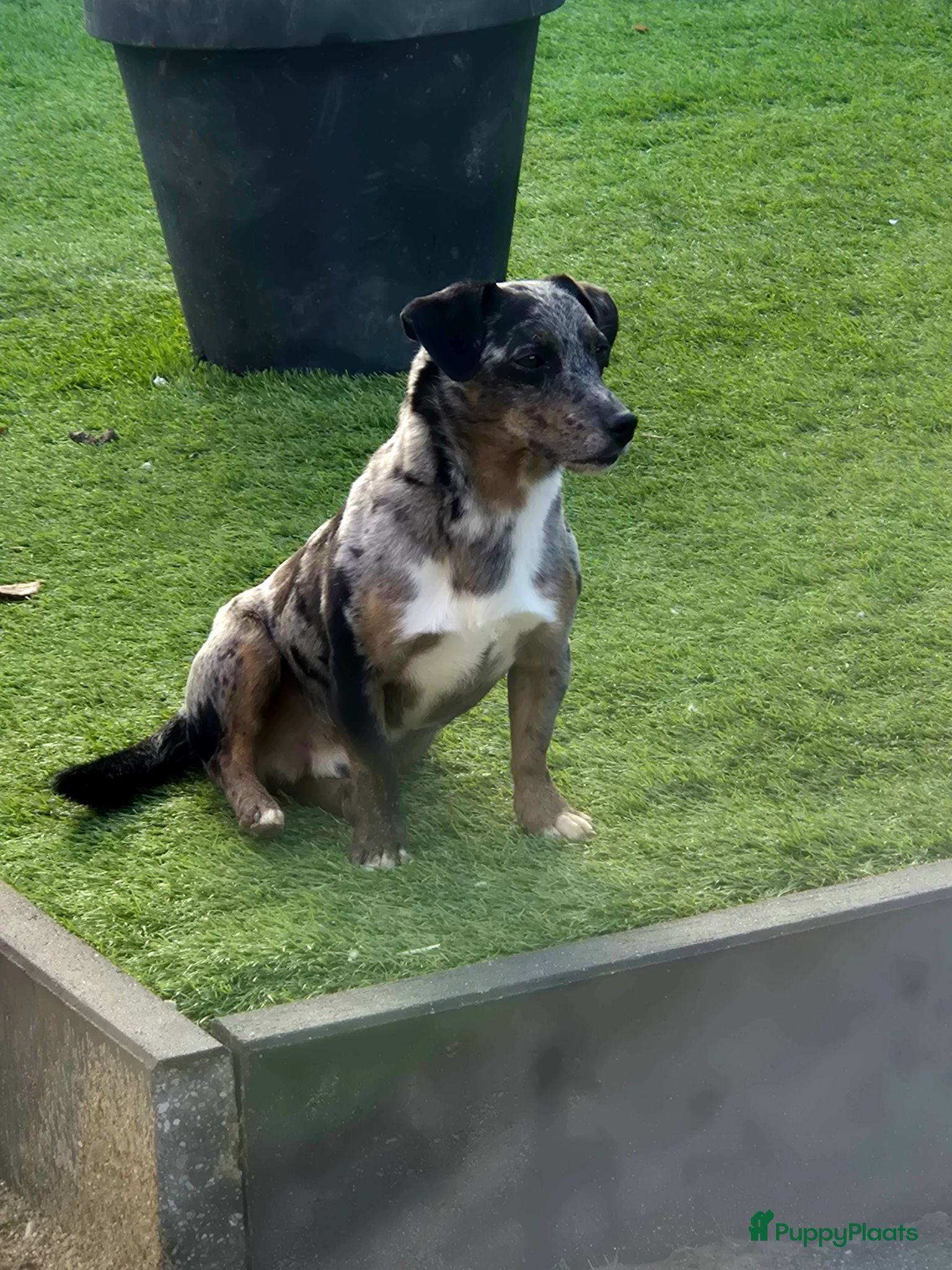 Jack Russel Terriër honden Blue Merle Dekreu - Advertentie 1
