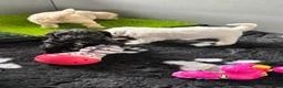 Labradoodle honden te koop: Nog 4 Mini Labradoodle pups beschikbaar.  - Advertentie 10