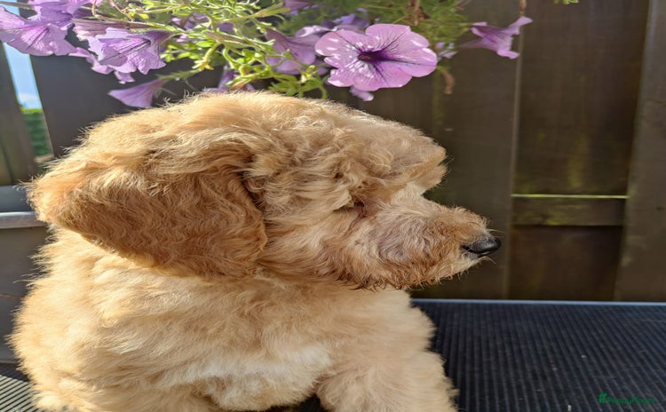 Labradoodle honden - Advertentie 3