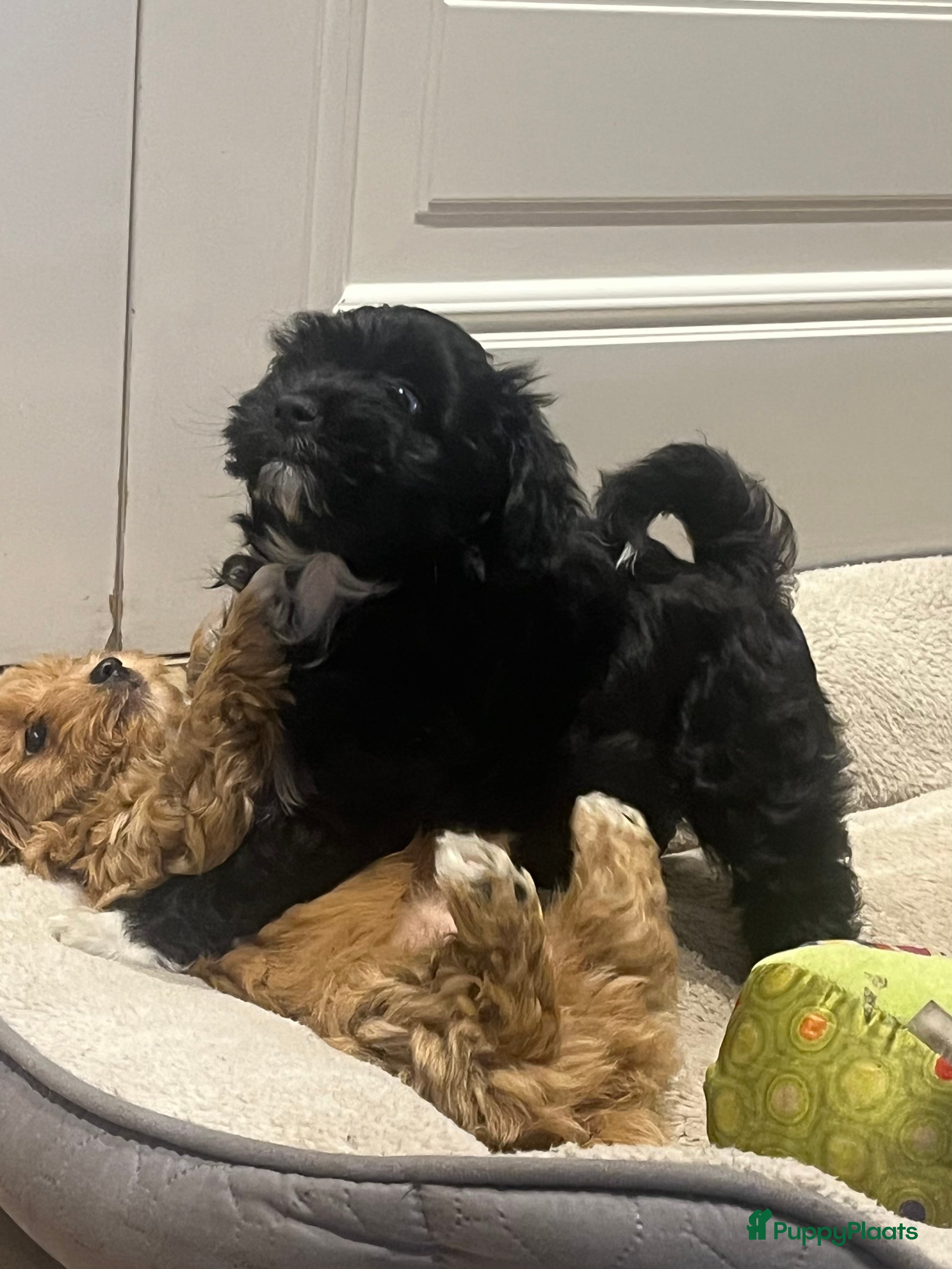 Kruising honden Laatste Maltipoo puppy reutje, in huis opgegroeid - Advertentie 1