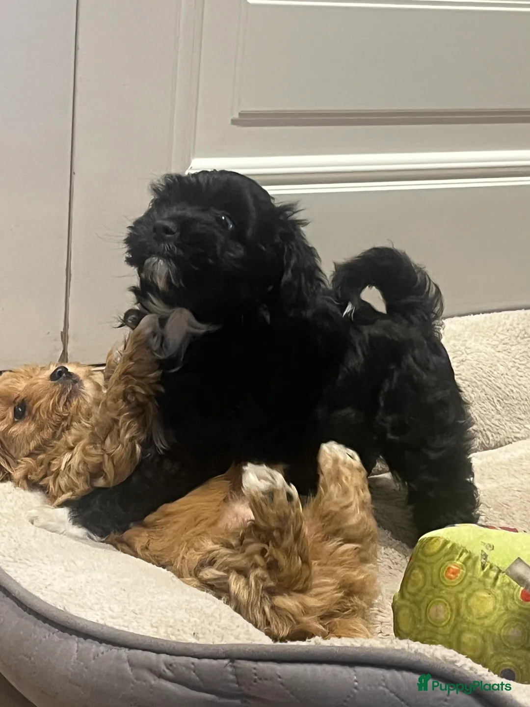 Kruising honden te koop: Laatste Maltipoo puppy reutje, in huis opgegroeid - Advertentie 2