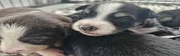 Australian Shepherd honden te koop: Prachtige mini Australian shepherd pups  - Advertentie 1