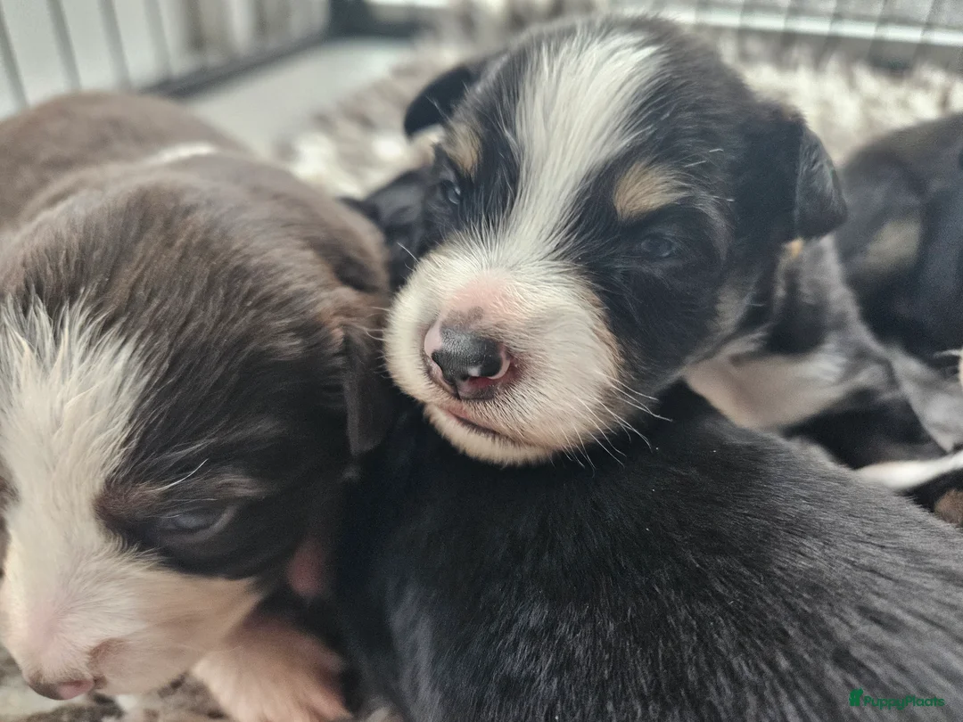 Australian Shepherd honden te koop: Prachtige mini Australian shepherd pups  - Advertentie 1