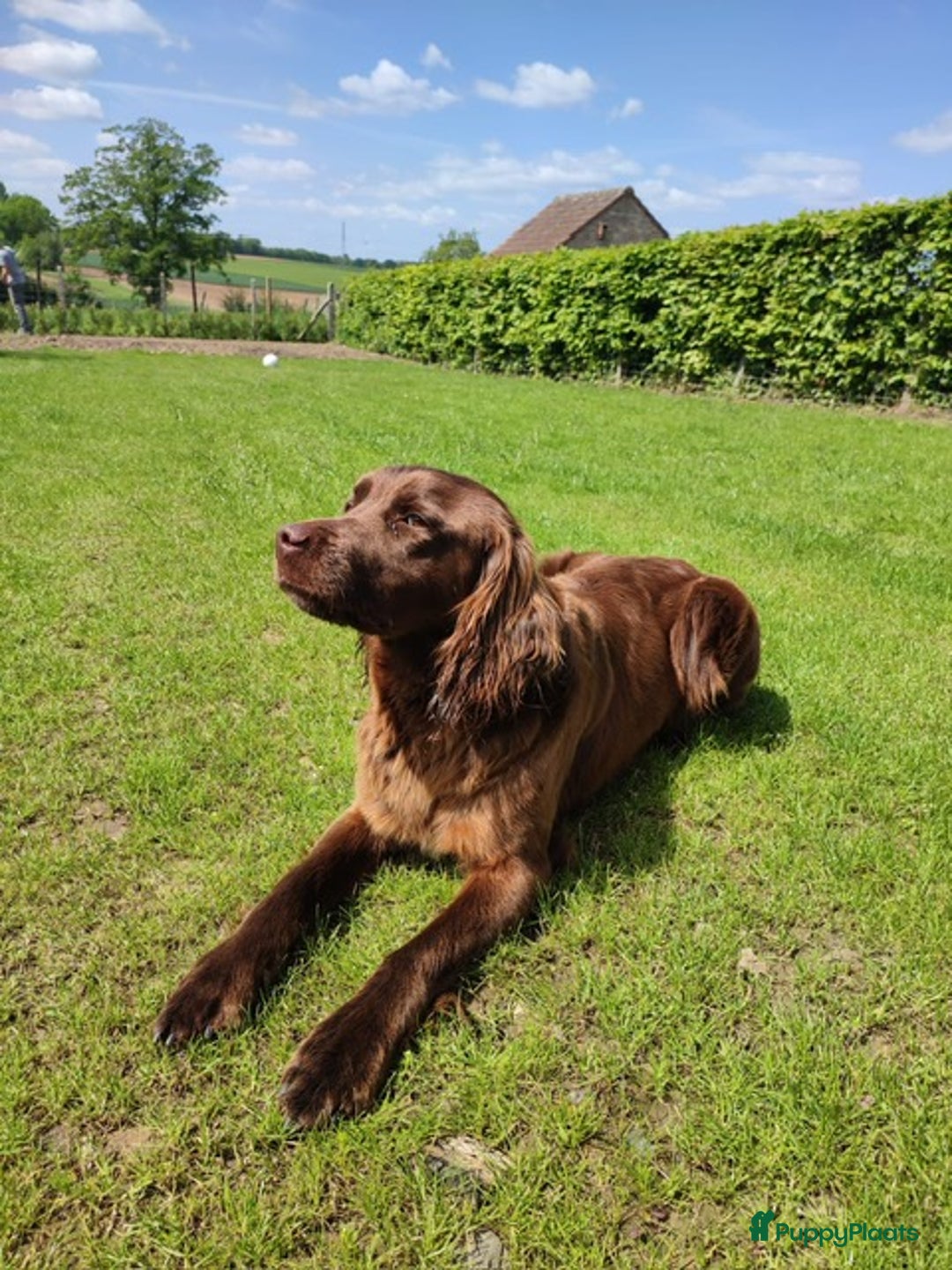Duitse Staande Hond Langhaar honden te koop: Duitse staande langhaar pups  in Maastricht - Afbeelding 12