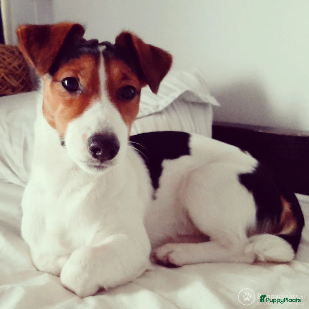 Jack Russel Terriër honden ter dekking: Jack russell ervaren dekreu in Amsterdam - Advertentie 4
