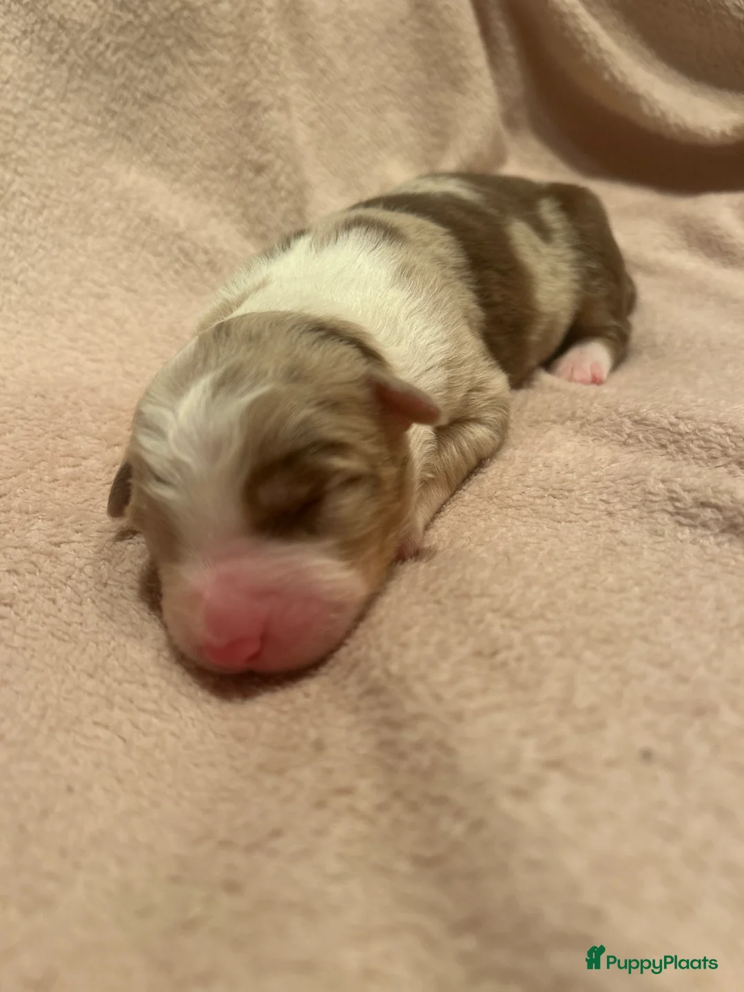 Australian Shepherd honden te koop: 100% raszuivere Australian Sheperd pups - Advertentie 3