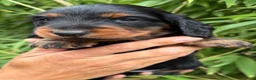 Teckel (langhaar) honden te koop: Teckel standaard langhaar met stamboom - Advertentie 20