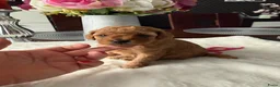 Poedel Toy honden te koop: Poedel toy 2 teef red Braun en red  - Advertentie 5