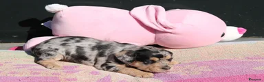 Kruising Puppy 7