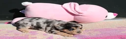 Kruising honden te koop: zeer bijzondere puppy's franse bulldog x toypoedel - Advertentie 5