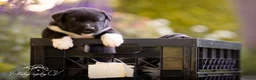 Kruising honden te koop: Huskador pupjes (labrador x Husky) - Advertentie 7