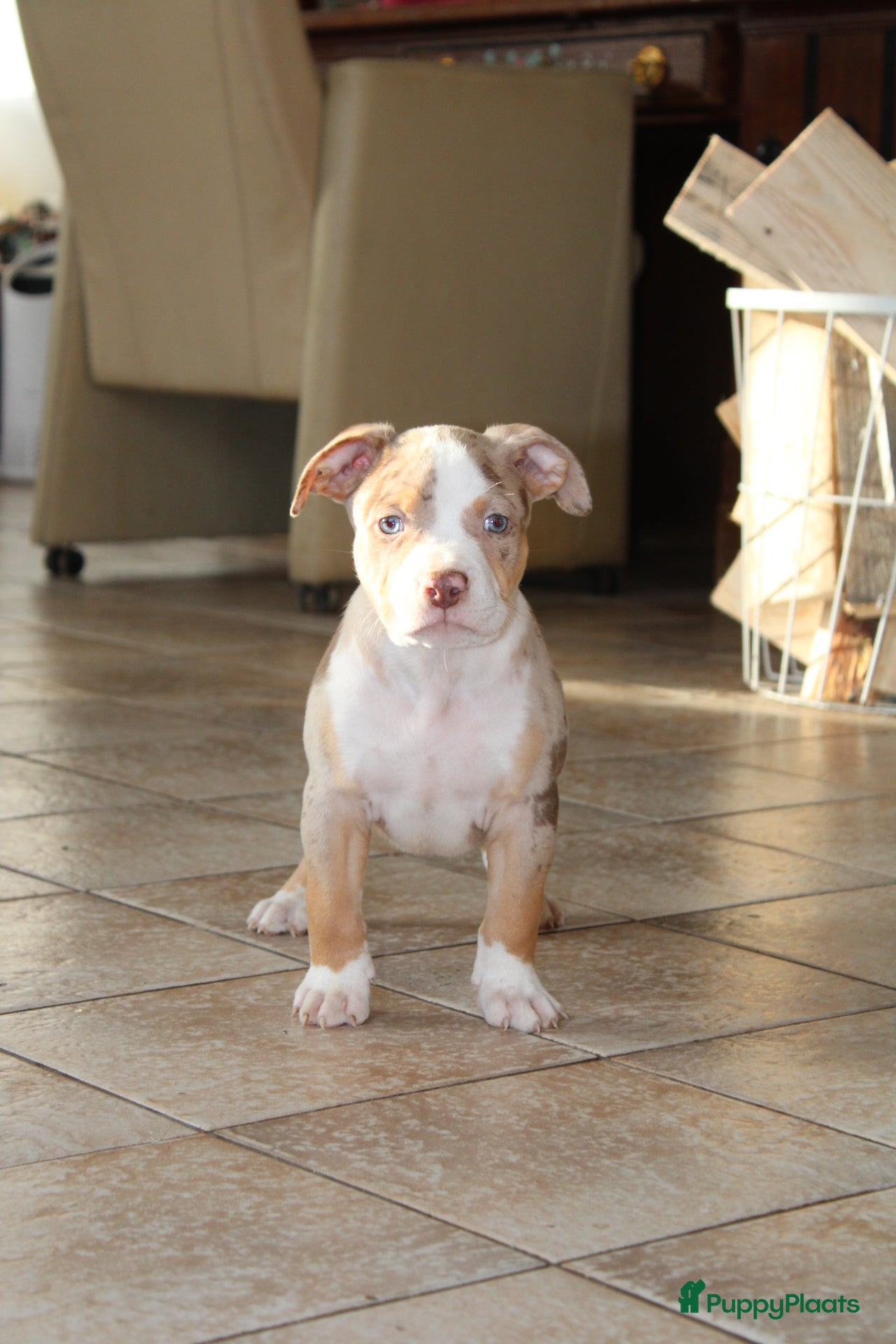 Amerikaanse Bully honden American Bully pups Abkc België  - Advertentie 4