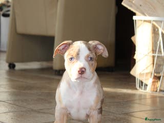 Amerikaanse Bully honden American Bully pups Abkc België - Advertentie 4