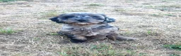 Cavapoo honden te koop: Cavapoo pups mogen het nest verlaten  - Advertentie 5