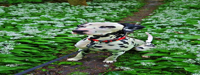 Pongo
