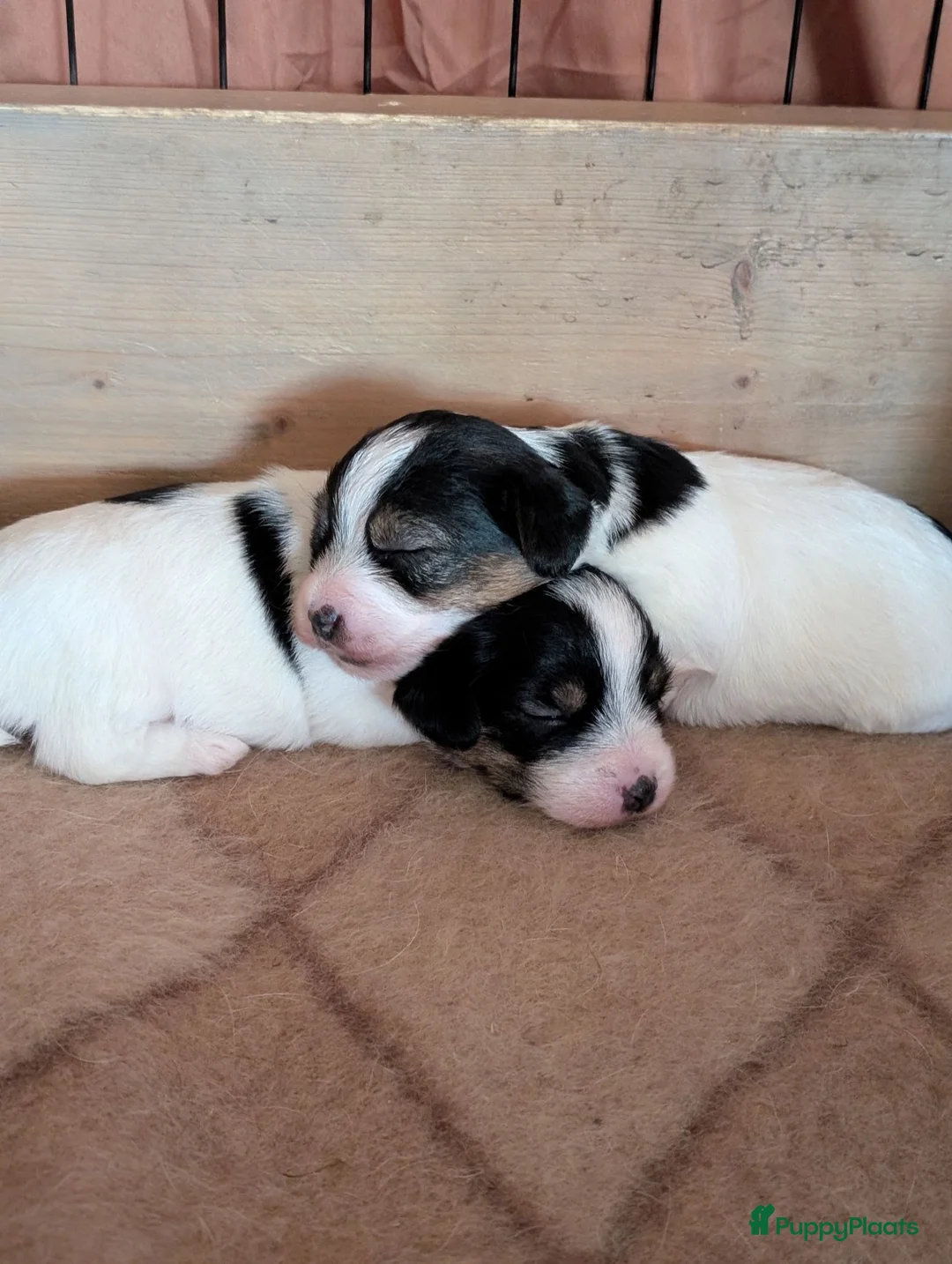 Jack Russel Terriër honden te koop: Ruwharige Jack Russell pups - Advertentie 1