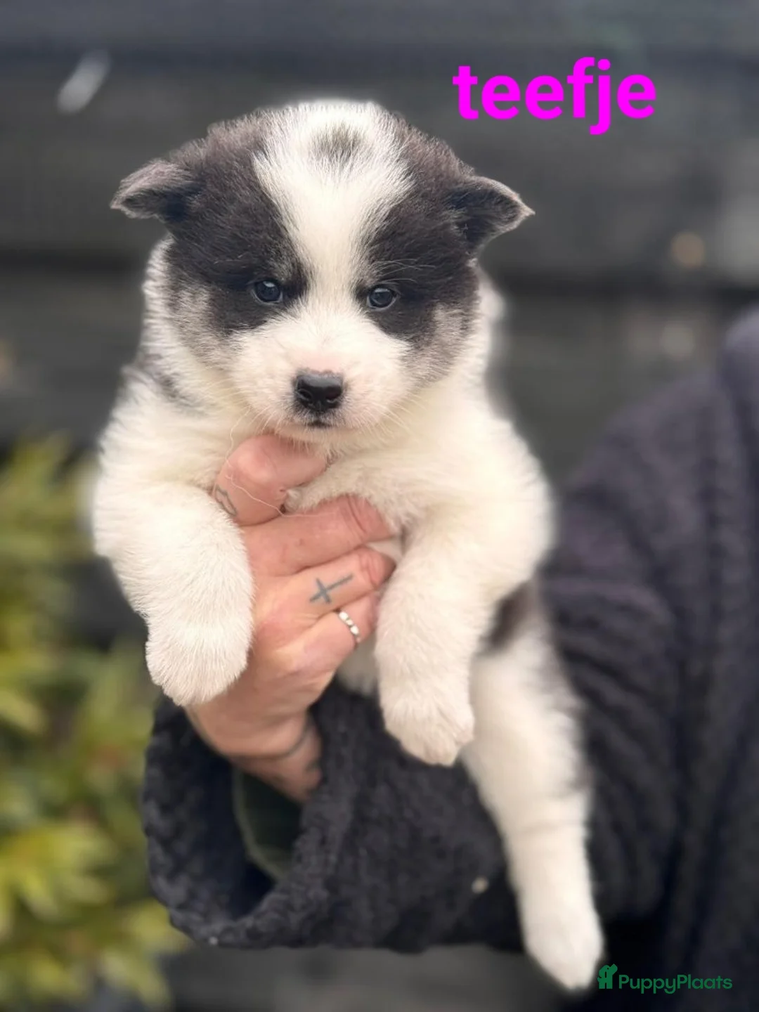 Kruising honden te koop: Pups samojeed j akita  - Advertentie 9
