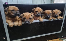 Rhodesian Ridgeback honden te koop: Super mooie rhodesian ridgeback pups in Wanneperveen - Afbeelding 1
