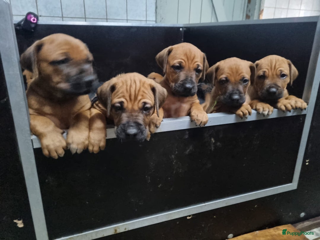 Rhodesian Ridgeback honden te koop: Super mooie rhodesian ridgeback pups in Wanneperveen - Afbeelding 1