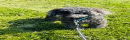Poedel Toy honden te koop: Toypoedel merle - Advertentie 3
